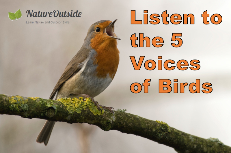 European Robin (Erithacus rubecula) singing