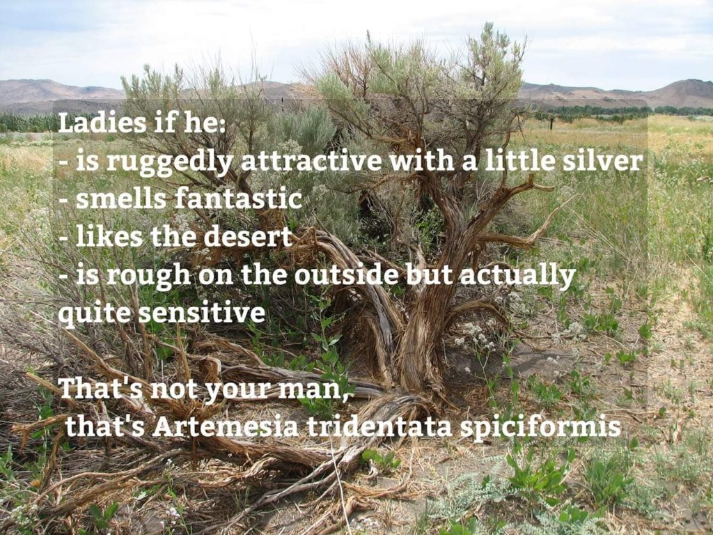 artemesia funny