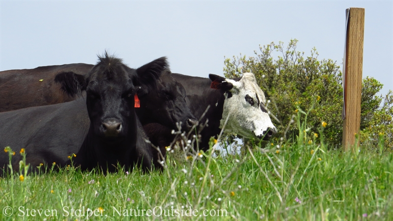 cows sitting on grass