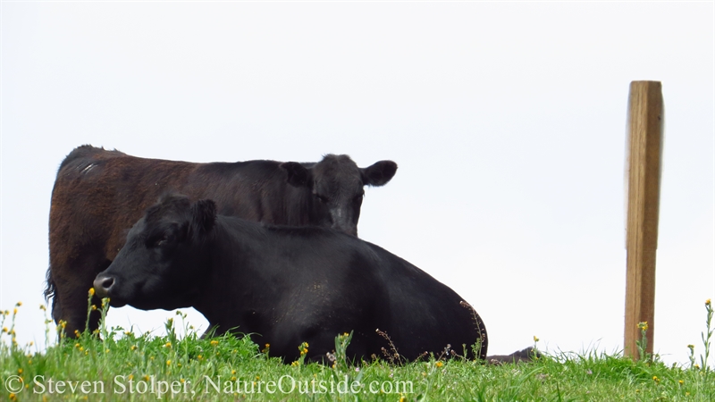 cows resting