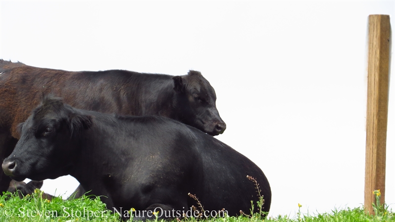 cows resting