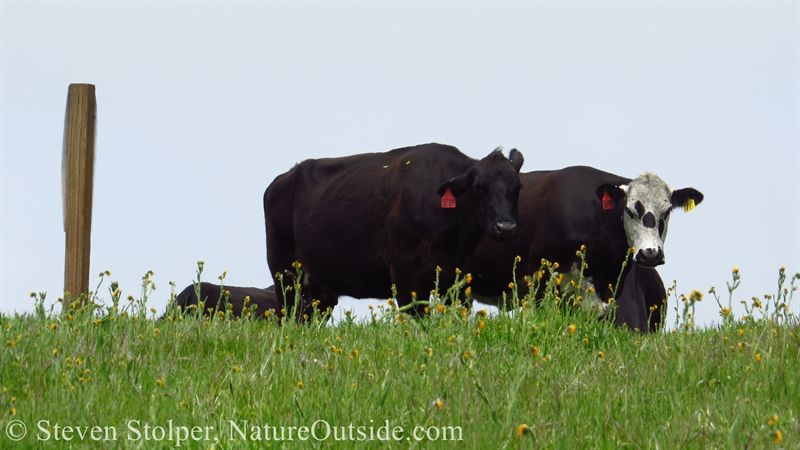 cows resting