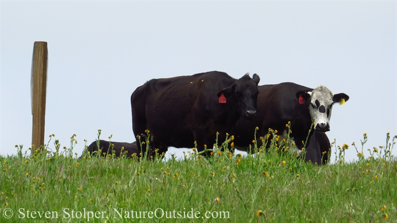 cows resting