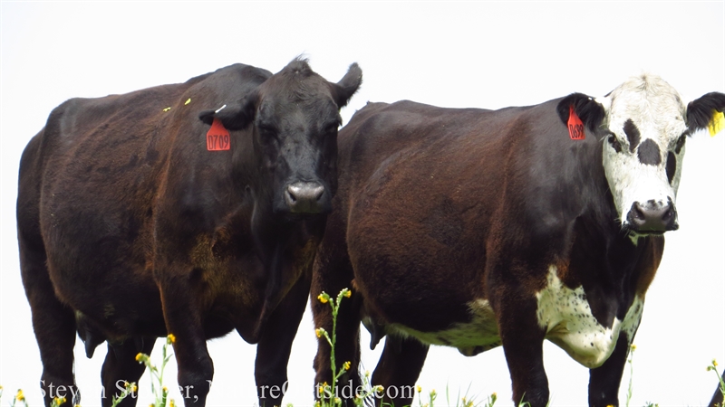 cows watching