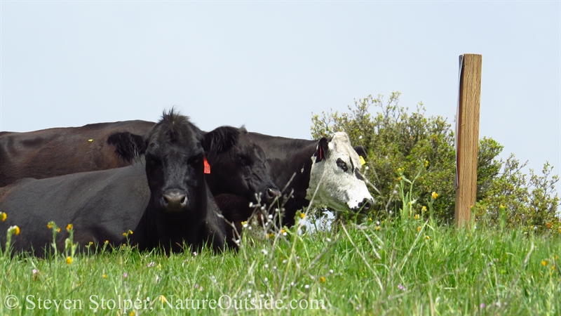 cows watching