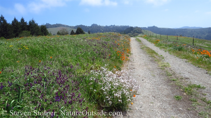 wildflowers beside trail