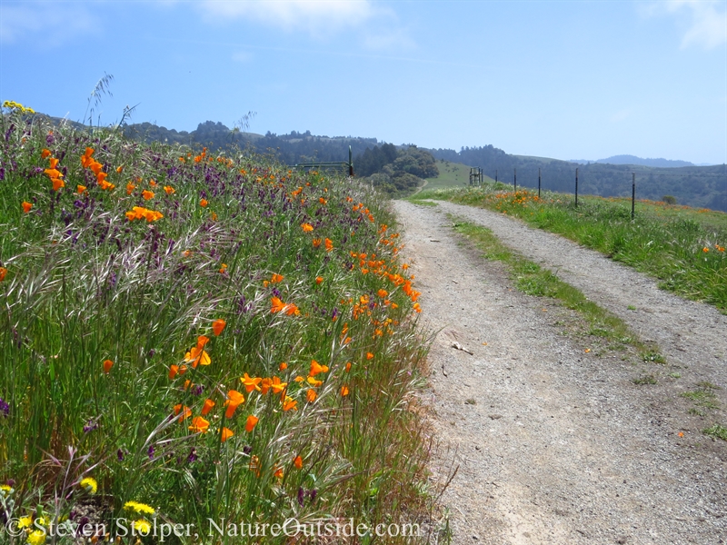 wildflowers beside trail