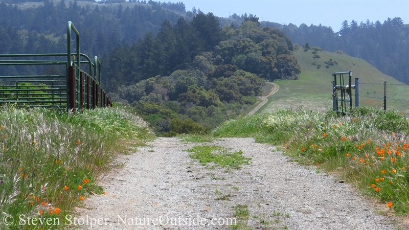 wildflowers beside trail