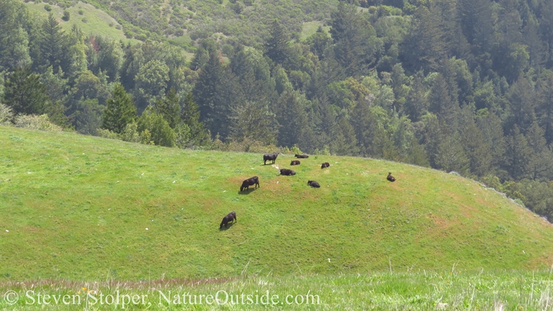 cows grazing