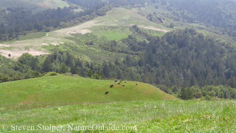 cows grazing