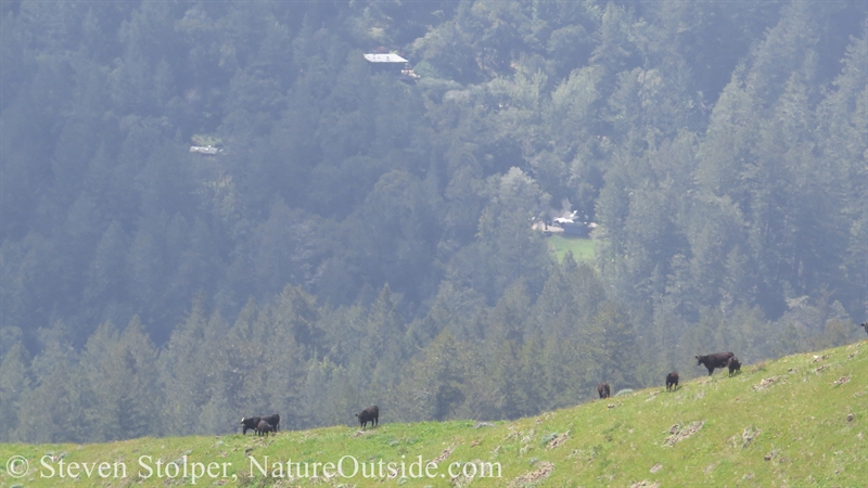 cows grazing