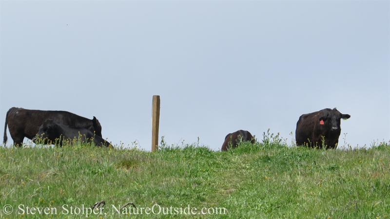 cows on summit