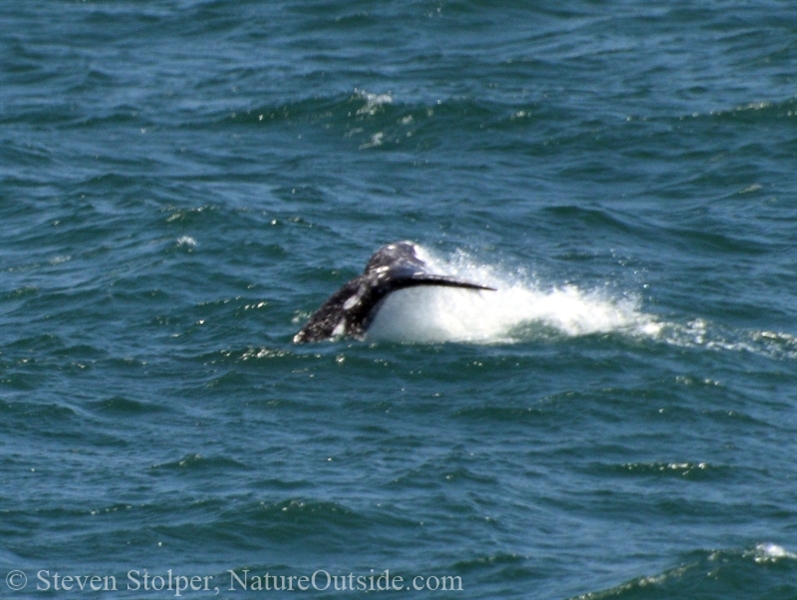 California Gray Whale