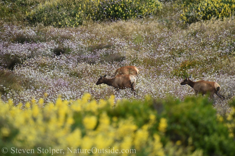 Tule Elk