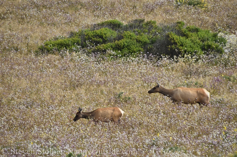 Tule Elk