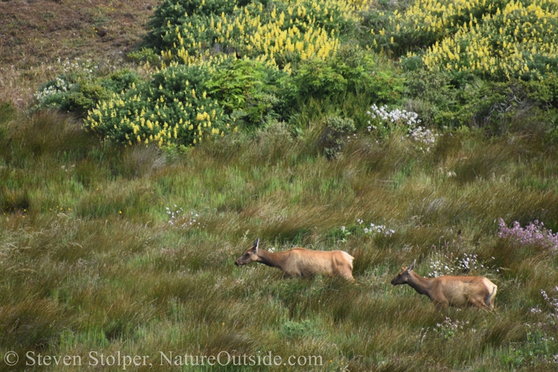 Tule Elk