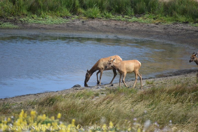 Tule Elk drinking