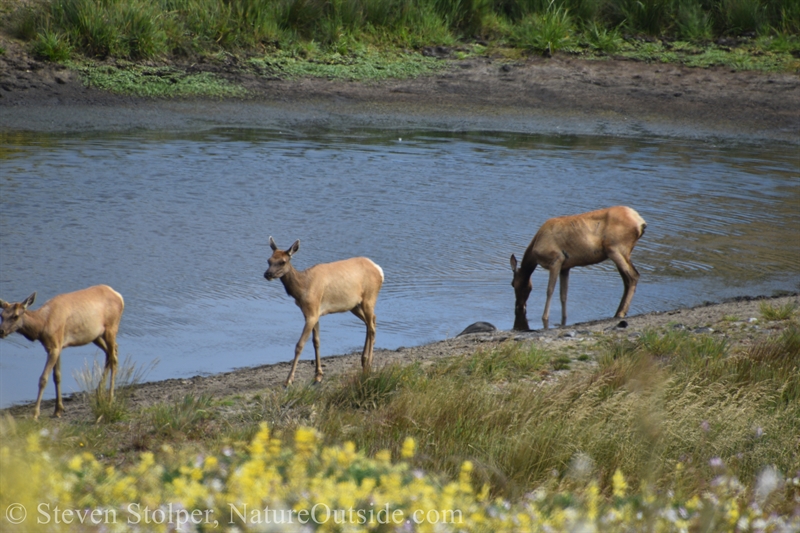 Tule Elk drinking