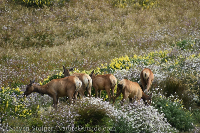 Tule Elk