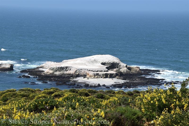 Bird Rock