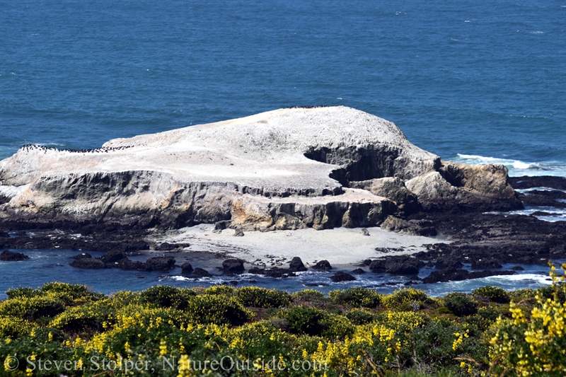 Bird Rock