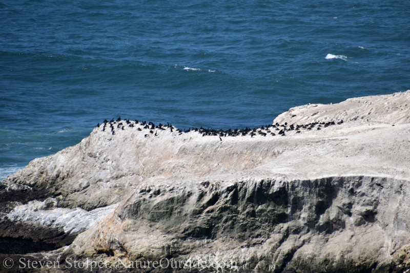 Bird Rock