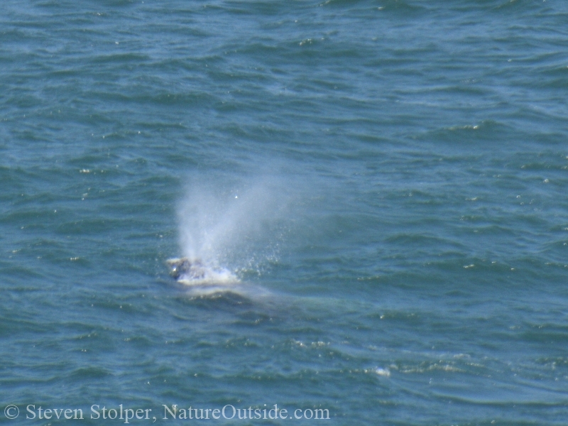 Gray Whale