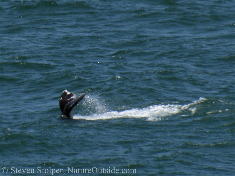 Gray Whale