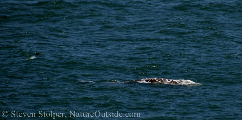 Gray Whale