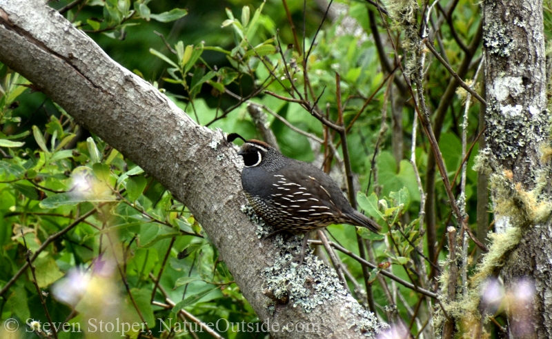 California Quail