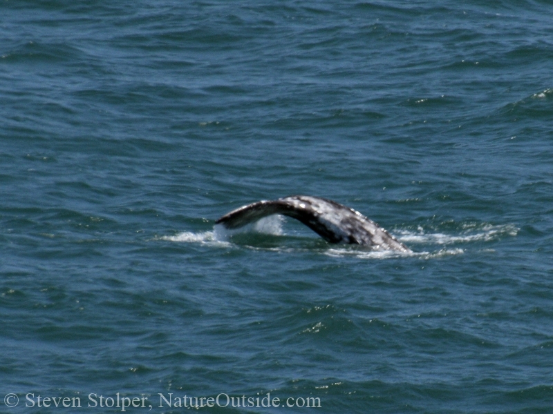 Gray Whale