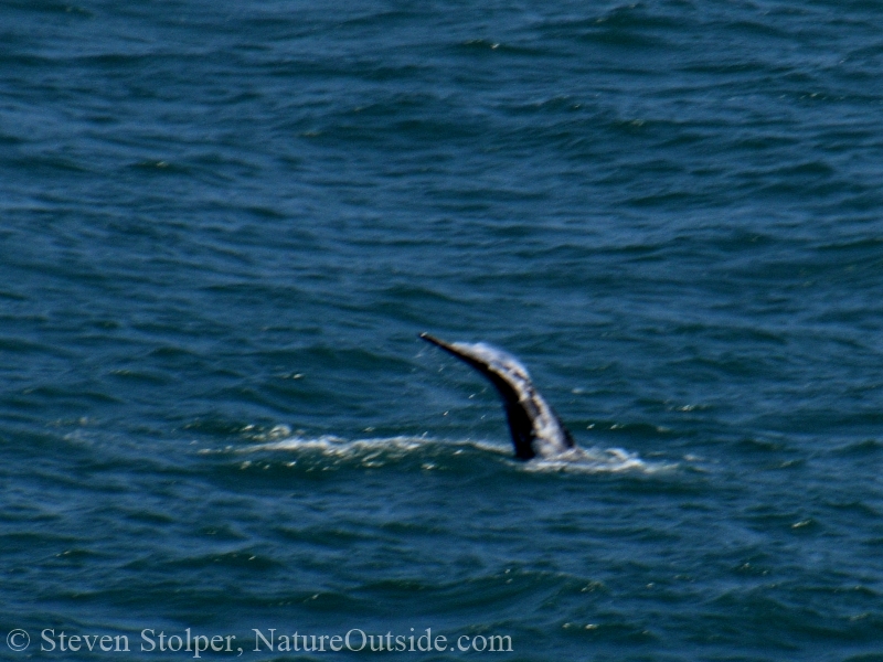 Gray Whale