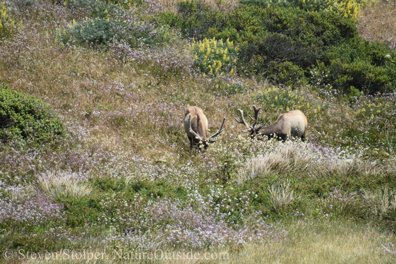 Tule Elk males