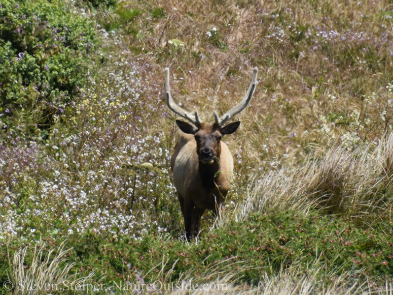 Tule Elk male