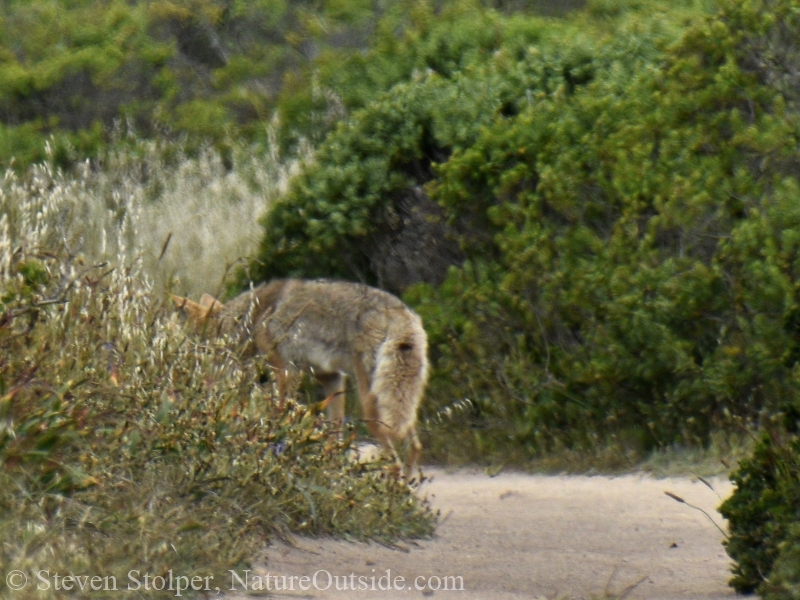 coyote