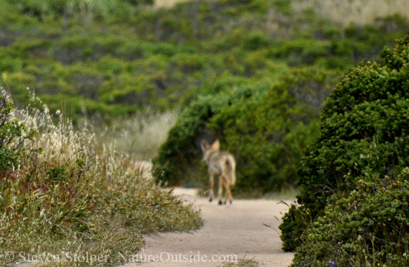 coyote