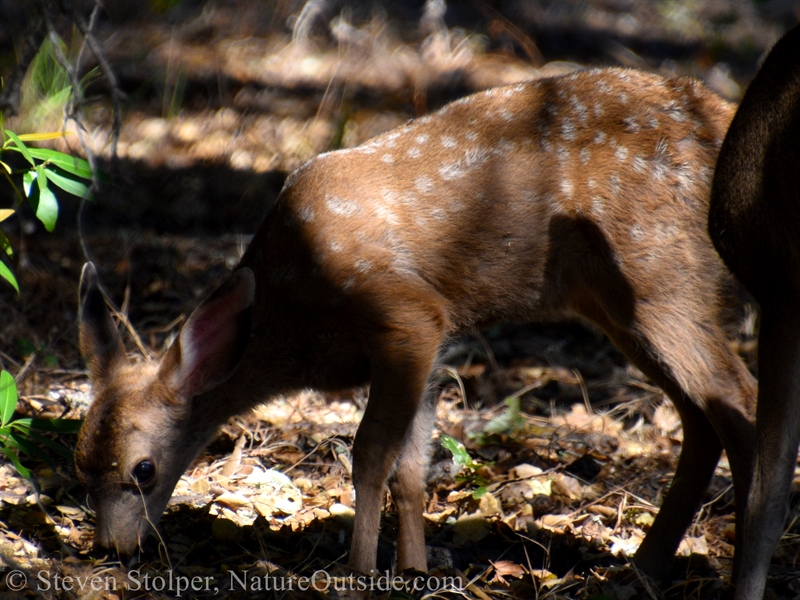 Columbian Black-tailed fawn feeding