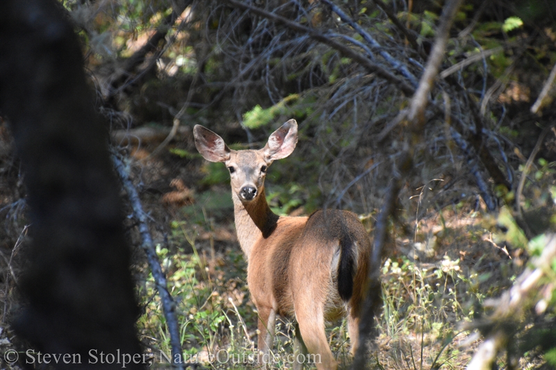 Columbian Black-tailed deer