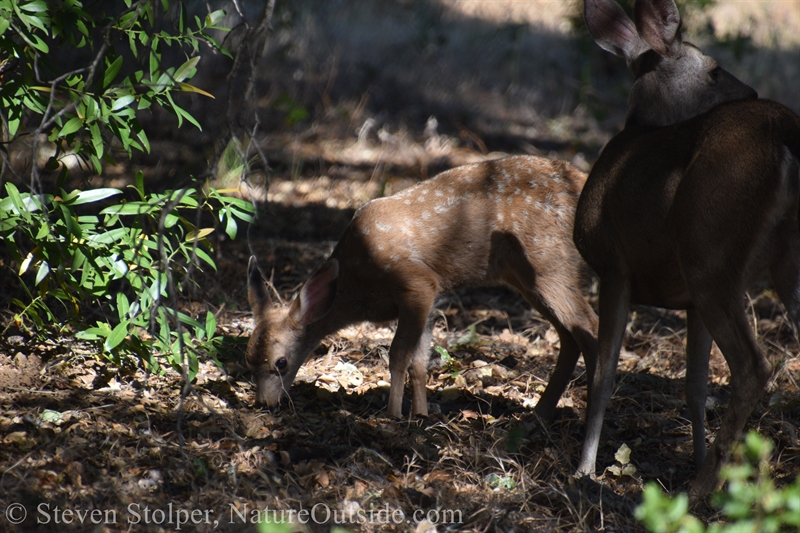 Columbian Black-tailed deer fawn