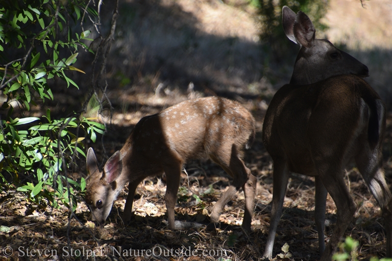 Columbian Black-tailed deer fawn