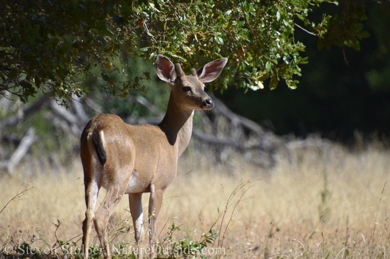 Columbian Black-tailed deer yearling