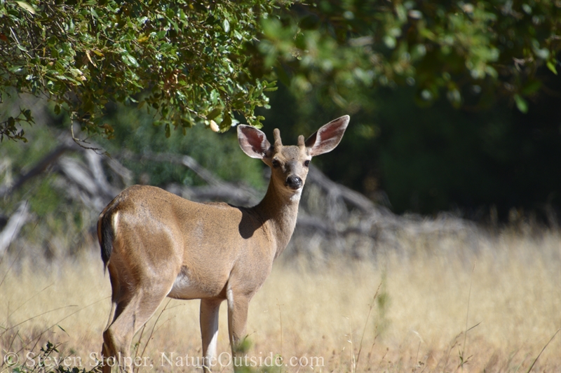 Columbian Black-tailed deer yearling