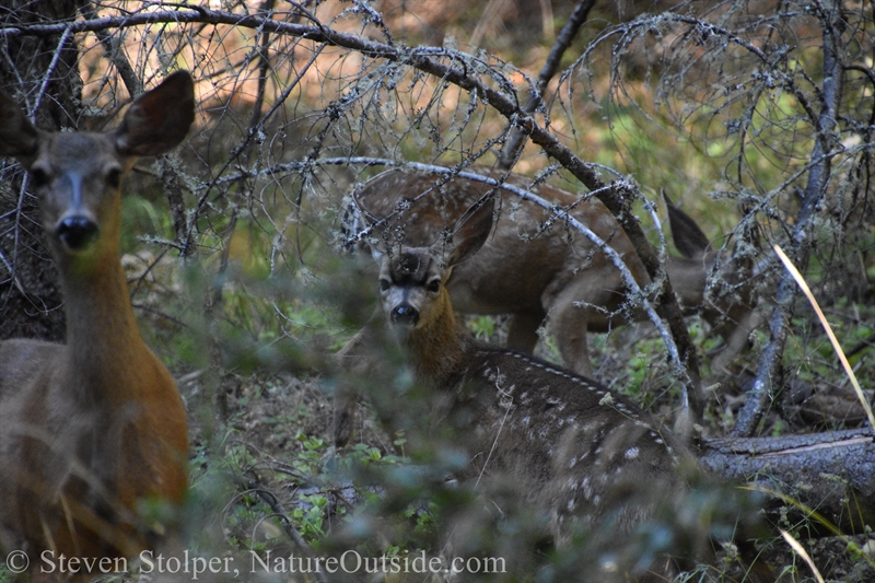 Columbian Black-tailed deer fawns