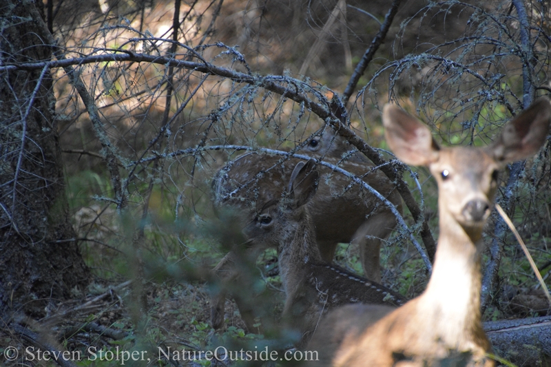 Columbian Black-tailed deer fawns