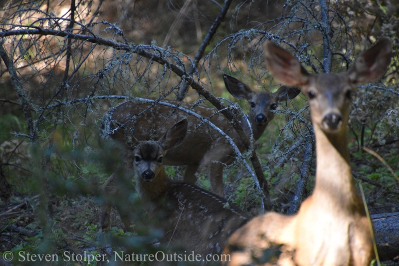 Columbian Black-tailed deer fawns