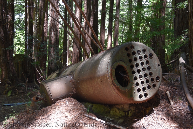 Shingle Mill Portola Redwoods State Park