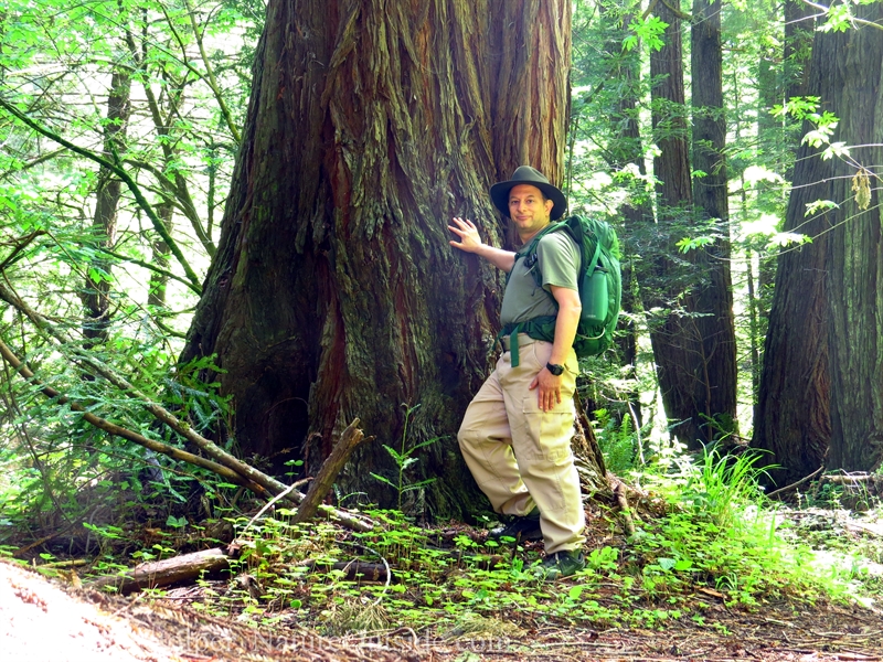 medium-size redwood