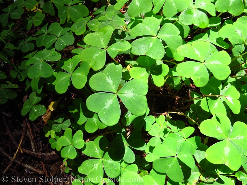 Redwood Sorrel