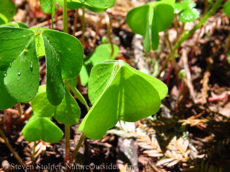 Redwood Sorrel phototropism