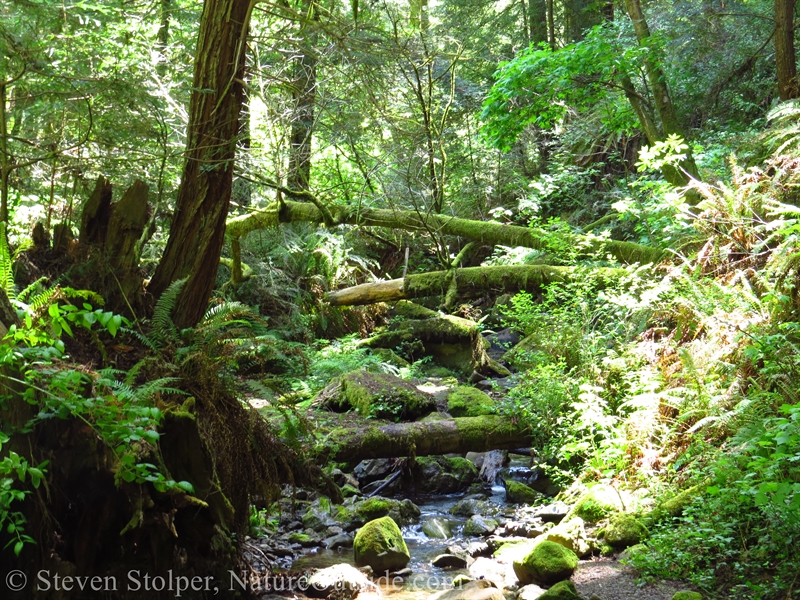 Purisima Creek